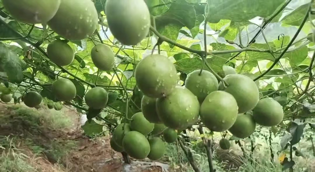 龙胜高山罗汉果