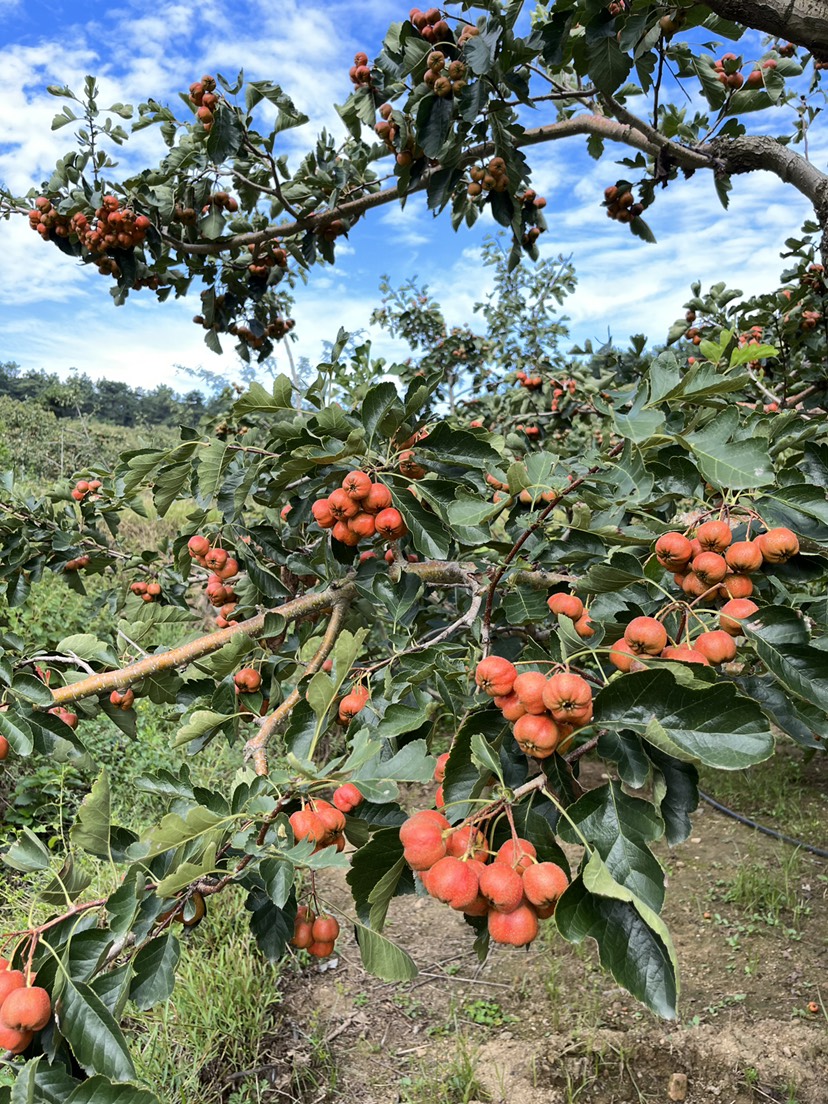 棉球山楂鲜果 京东包邮 山东沂蒙山山楂主产区直发