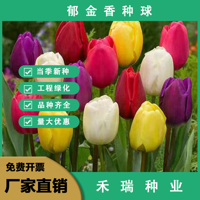 南京郁金香种子种球 荷兰郁金香四季好活庭院阳台盆栽植物花种