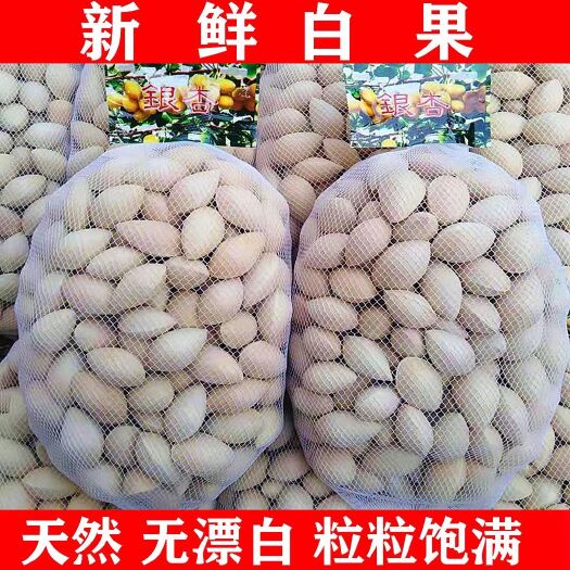 成都5斤生大白果银杏果5斤装包邮白果子银杏果仁带壳白果仁