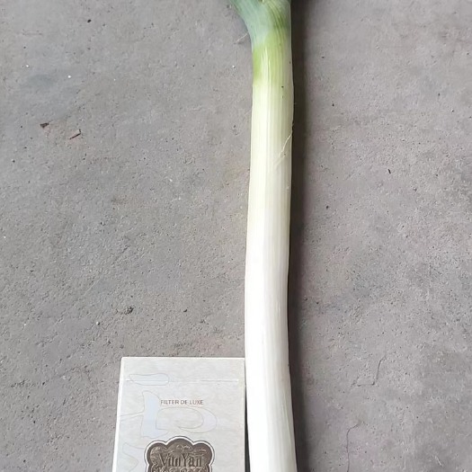 忻州大葱，个大叶好