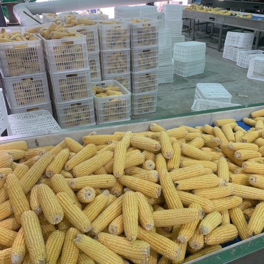 吉林市糯玉米 速冻玉米 一