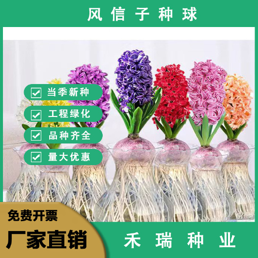 荷兰水培风信子种球浓香型花卉室内外阳台种植耐寒洋水仙植物
