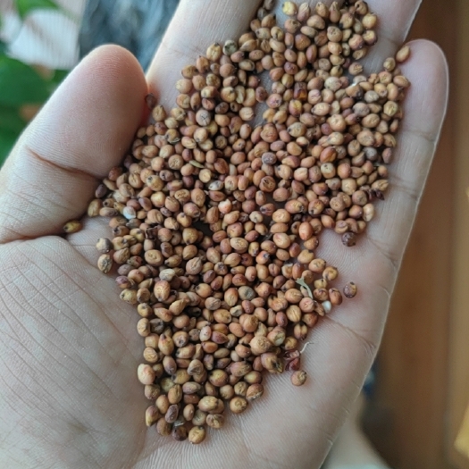 庆城县红缨子高粱