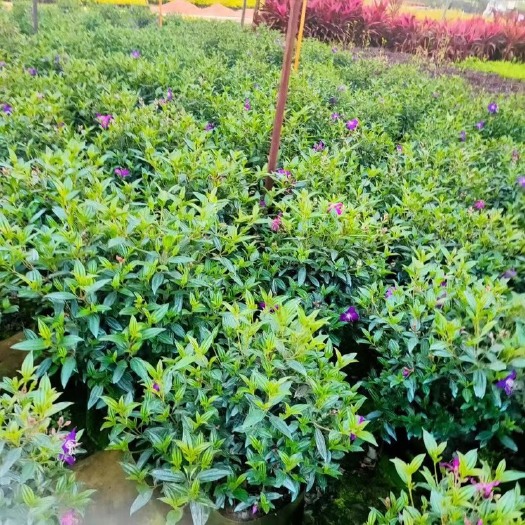 牡丹球50～1米高出售 规格齐全 质量优质