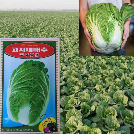 蔬菜种子 四季皇冠大白菜种子(10克)韩国杂交中早熟抗病