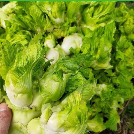 贵阳产品个头大，2斤以上一个