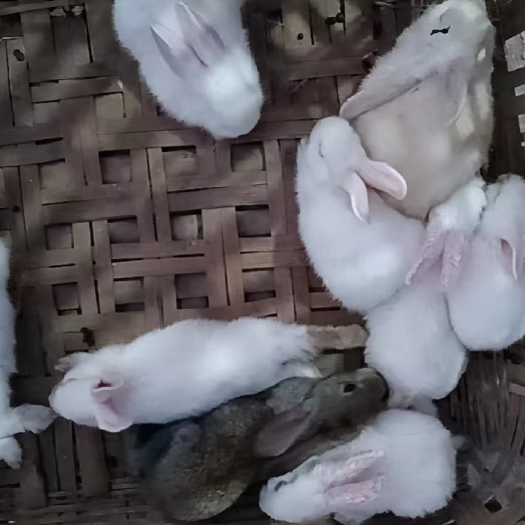 南充自家养的兔子