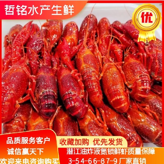 潜江市冻虾潜江油炸液氮小龙虾 蒸煮液氮锁鲜虾 液氮清水冻虾全国批发