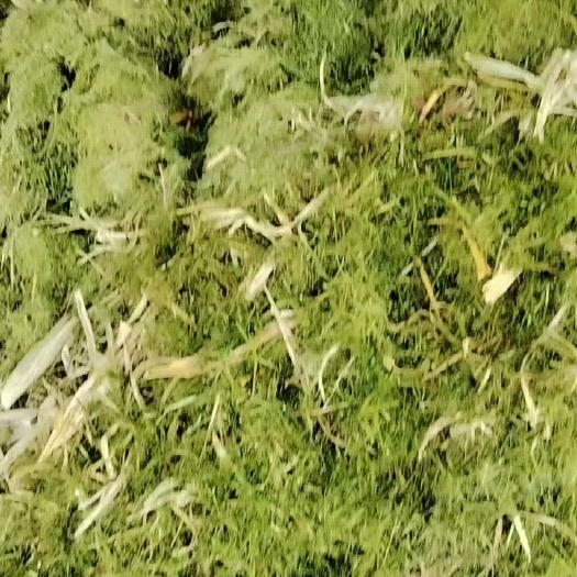三台县秸秆青贮，黄贮