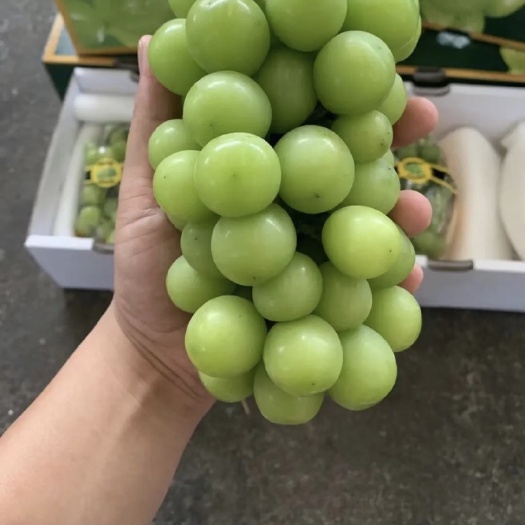 临猗县阳光玫瑰提子，好吃不贵，产地直销