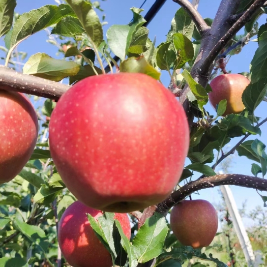 泰安红思尼克苹果苗，矮华，乔华苗，早熟苹果，免套袋，新品种苹果苗