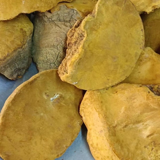 玉林桑黄，马蹄桑黄