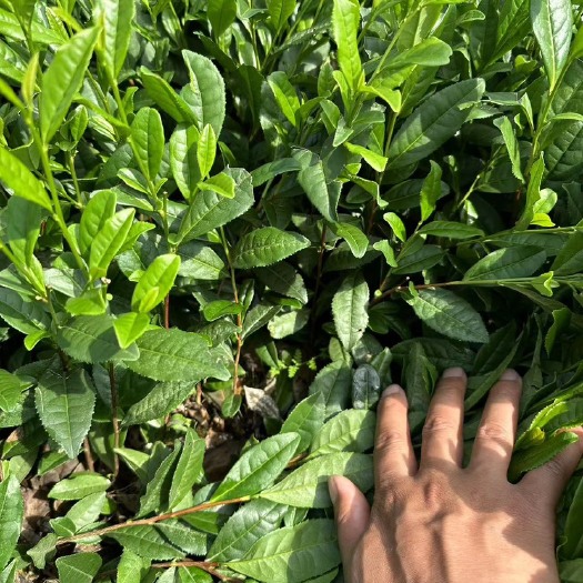 洪雅县奶白茶苗，一年新苗
