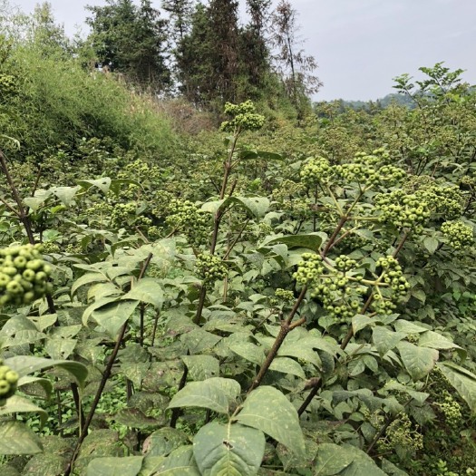 武冈市吴茱萸新货自然晒干自家山上种植高品质人工挑捡无枝