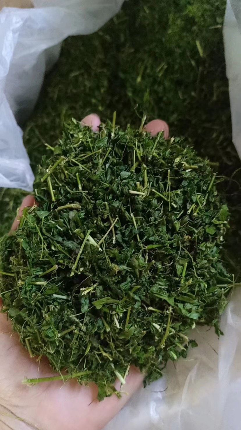 相思茶相思藤茶茶 厂家直销 大量供应