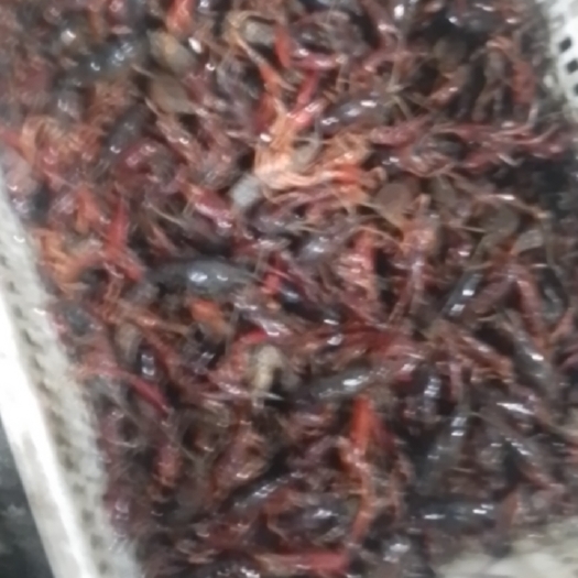 长沙小龙虾