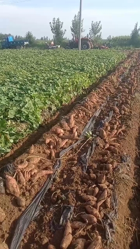 东光县农场直销纯沙土地龙薯九