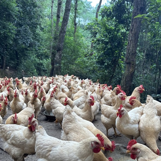 广西容县霞烟鸡:走山林下散养，纯粮饲料喂养，白切鸡的不二之选