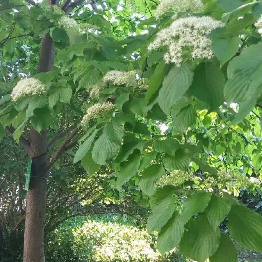 沭阳县灯台树