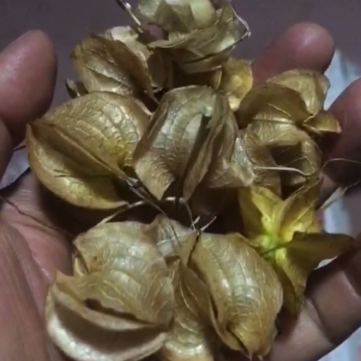 祥云县自家种植冰粉籽，一级果，质量保证