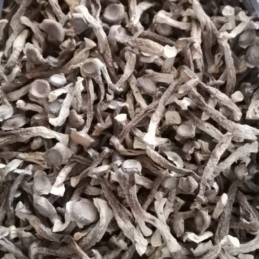 古田县古田无硫干货鹿茸菇香味浓郁  品质保证 量大从优