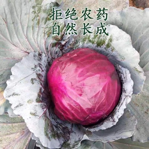 新鲜紫甘蓝现采现发蔬菜沙拉菜紫叶菜紫球菜包菜紫卷心菜紫包菜