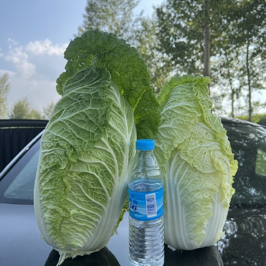 喀喇沁旗黄心大白菜