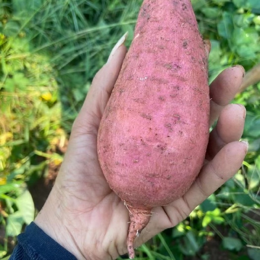 蜜薯西瓜红，3两起称，装袋，潼南区出货。