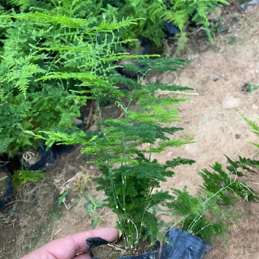 青州市文竹