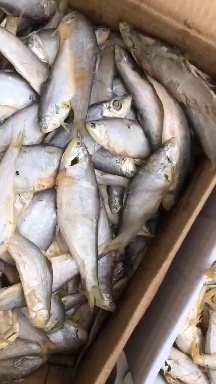滨州马口鱼，熟鱼即食下酒菜必备