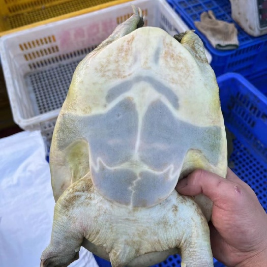 8年水库中华鳖