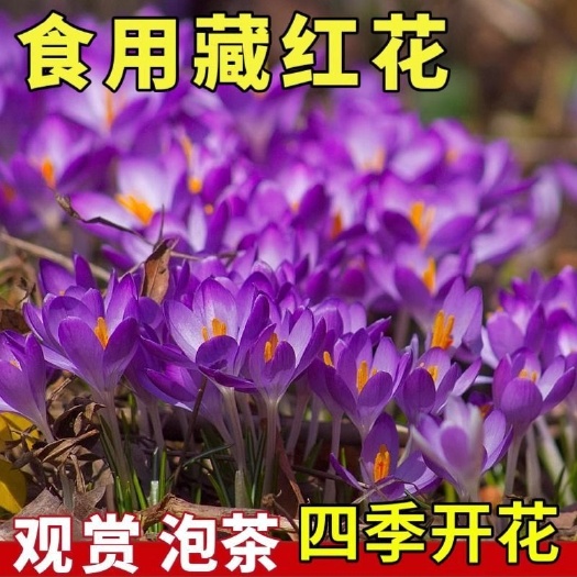 藏红花苗可食用番红花伊朗四季开花室内室外阳台抗寒好养西红花卉