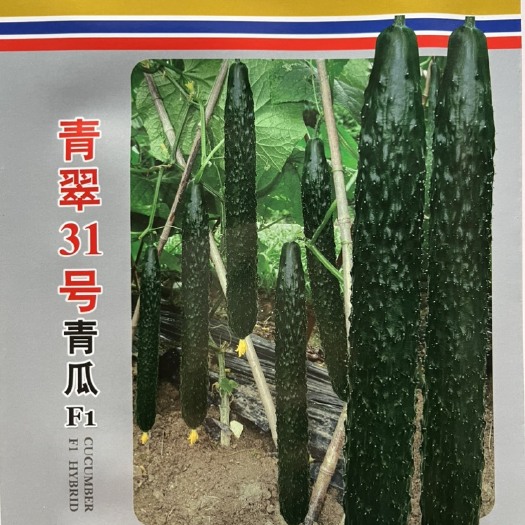 平远县黄瓜种子 晶翠31杂交一代青瓜种子 强雌耐热绿皮绿肉油亮抦短