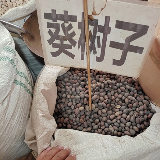 玉林中药材 葵树子 蒲葵籽 葵扇子个子大质量好产地500克