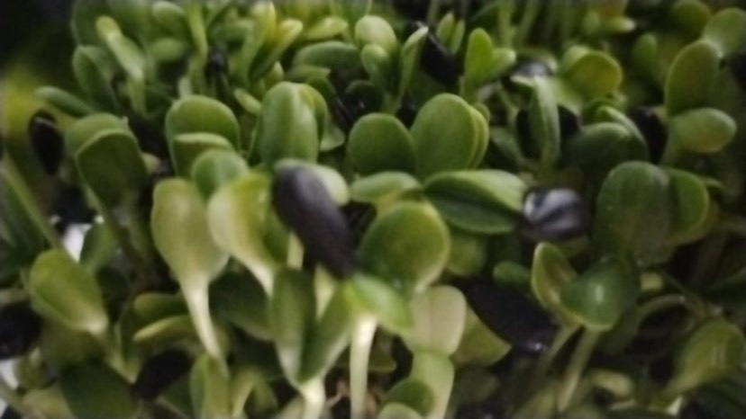 济宁豌豆苗，香椿苗，花生苗菜，萝卜苗菜，油葵苗菜等批发价格虚拟