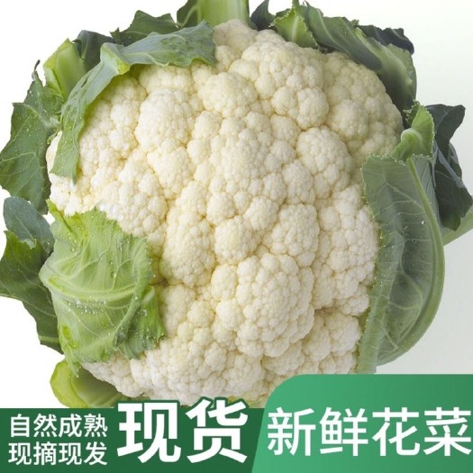 三原县陕西白菜花新鲜现摘现发椰菜花农家自种时令蔬菜新鲜蔬菜买