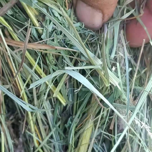 呼伦贝尔天然牧草