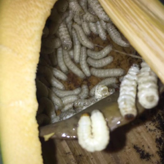 景洪市云南西双版纳. 竹虫..白虫大量出货