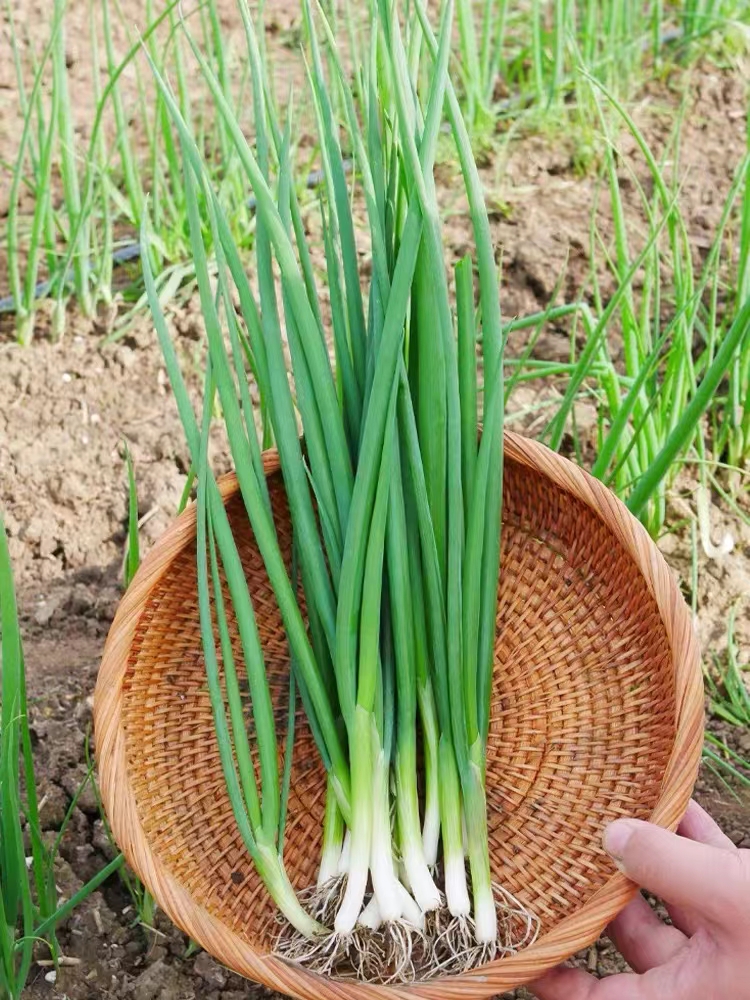 小蔥種子四季小香蔥種子金桿細葉墨綠王抗重茬小蔥種子