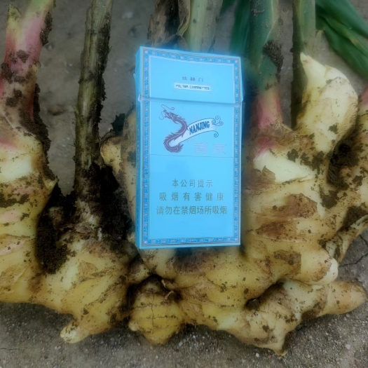 绥中县生姜产地辽宁绥中