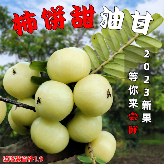 普宁市潮汕甜油甘果丙甜崩坎柿饼油甘余甘果牛油果孕妇水果新鲜当季大果