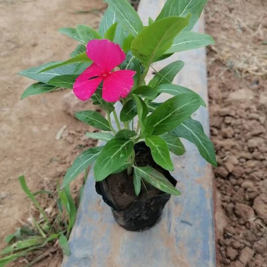 青州市长春花（天天开）