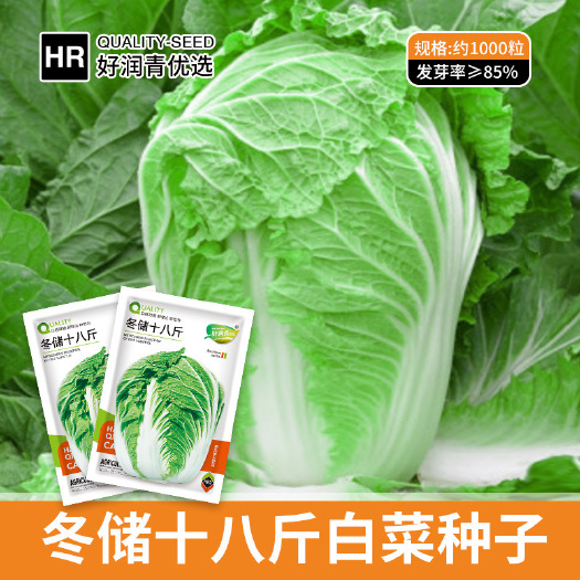 河间市冬储大白菜种子四季早熟耐热耐寒农田菜园基地结球耐抽薹耐贮运