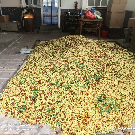 滦州市马牙枣、