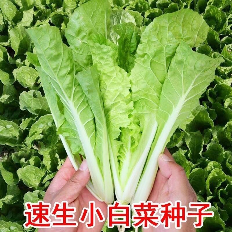 奶油小白菜种子耐热速生快菜种子早熟小青菜阳台盆栽四季蔬菜种籽