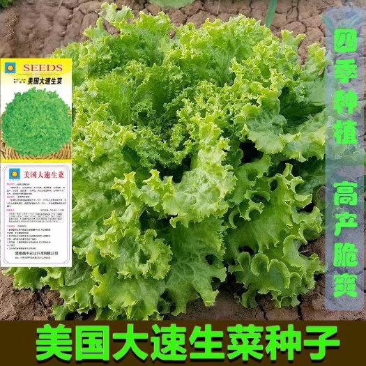 长沙美国大速生菜种子阳台四季播盆栽秋冬季蔬菜籽 沙拉散叶大速生菜