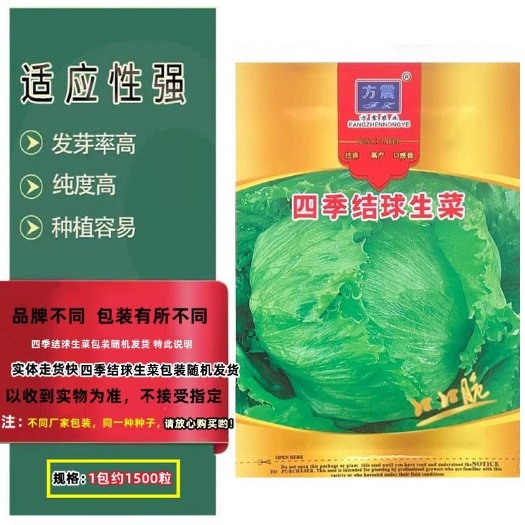 长沙结球生菜种子圆生菜春夏秋四季播生菜种子球形菜种子球生菜生菜籽