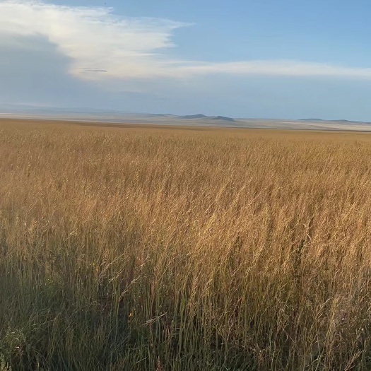 二连浩特外蒙黄色油菜籽，提取芥末，榨油