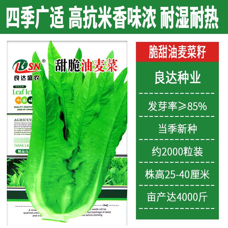 长沙四季清香油麦菜种子甜脆无斑四季播种盆栽庭院种植有机蔬菜种子